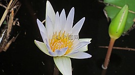 睡蓮,開(kāi)花,水生植物