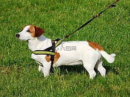 狗,小狗,動(dòng)物