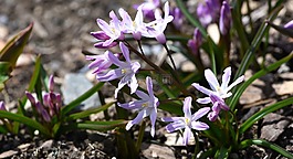 chionodoxa luciliae,雪闪耀,雪的骄傲