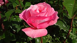 玫瑰,鮮花,紅玫瑰