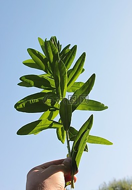 characias,環(huán)境,大戟屬
