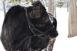 牛,冬天,雪