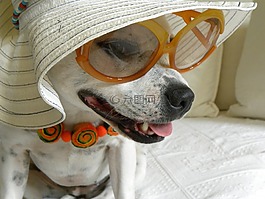 狗,動(dòng)物,小獵犬
