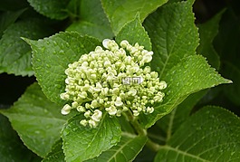 绣球花,按钮,白