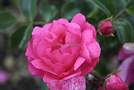 花,粉色,性質(zhì)