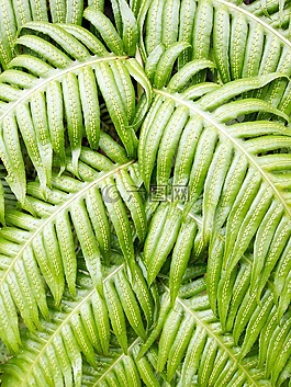 葉,植物,蕨類