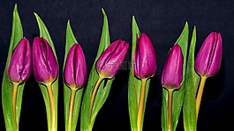 性質(zhì),花,郁金香