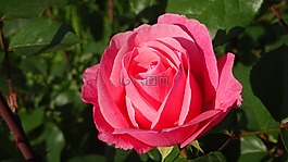 玫瑰,鮮花,紅玫瑰