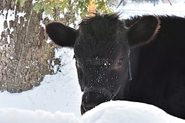 牛,冬天,雪