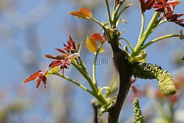 綠色,花卉,花園