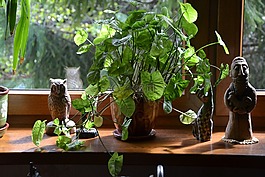 植物,叶,美容