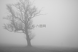 霧,樹,寂寞