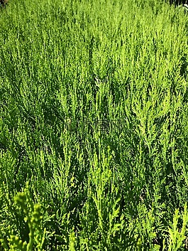 自然,綠色,植物