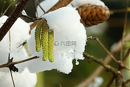 樹,性質(zhì),榛子