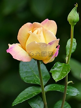 花,玫瑰,黃色