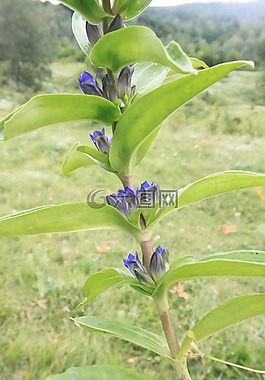 交叉,cruciata,鮮花