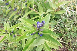 交叉,cruciata,鮮花
