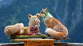 福克斯,動(dòng)物,野生動(dòng)物