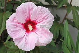 芙蓉,巨型芙蓉,粉紅色