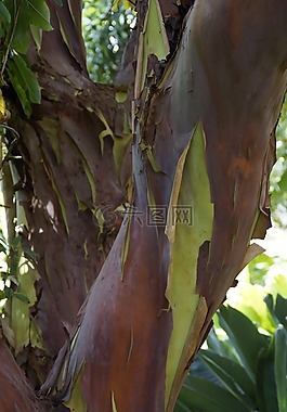 楊梅斯canariensis,樹,加那利群島