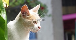很好,動(dòng)物界,貓