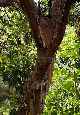 楊梅斯canariensis,樹,加那利群島