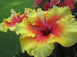 芙蓉,鮮花,開花