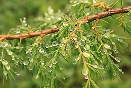 布什,針葉,滴