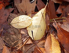 葉子,森林的地面,11 月