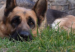 狗,德國(guó)牧羊犬,動(dòng)物