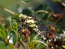 蜻蜓,動(dòng)物,性質(zhì)