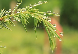 布什,針葉,滴