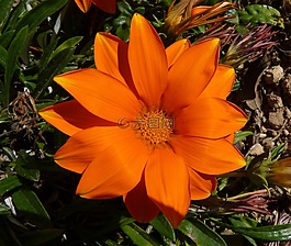 花,橙色,美