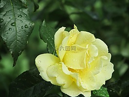 玫瑰,布什,玫瑰布什