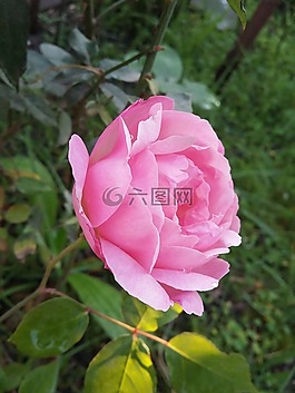 羅莎,粉紅色,春