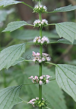 cardiaca,鮮花,中藥