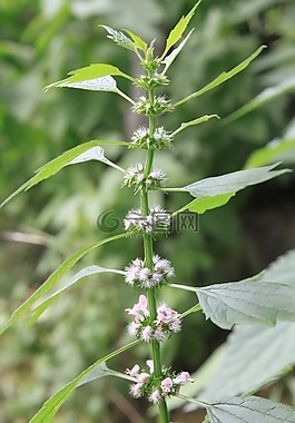 cardiaca,鮮花,中藥