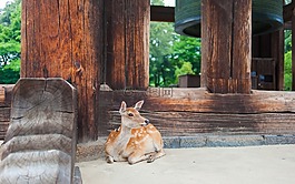 鹿,動(dòng)物,坐