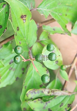 山茱萸,綠色,原