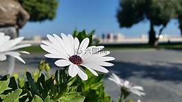 花,玫瑰,白色
