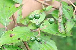 山茱萸,綠色,原