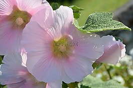 花,鮮花,粉色