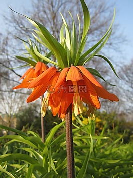 帝冠,花,橙