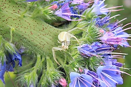 藍(lán)色,特寫,蟹