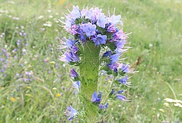 藍色,blueweed,bugloss