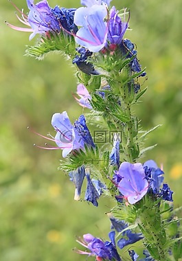 藍色,blueweed,bugloss