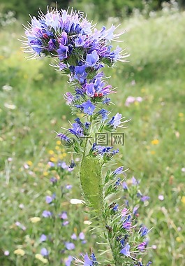 藍色,blueweed,bugloss