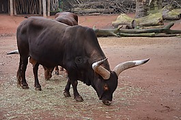 公牛,角,牛肉