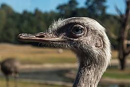 斯特勞斯,鳥,野生動物攝影