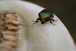 昆蟲,宏,綠